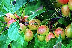 Cider Apples