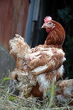 Rocky the Rescued Battery Hen...